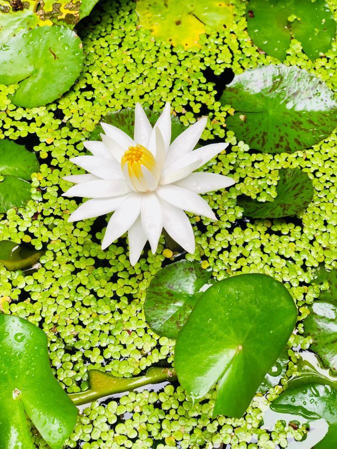 Pearl House Resort Anuradhapura Luaran gambar
