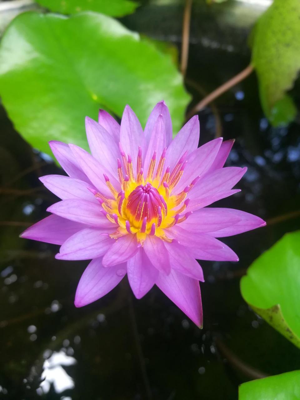 Pearl House Resort Anuradhapura Luaran gambar